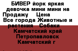 БИВЕР йорк яркая девочка мини мини на Продажу! › Цена ­ 45 000 - Все города Животные и растения » Собаки   . Камчатский край,Петропавловск-Камчатский г.